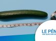 LE PÉNIS : UNE QUESTION DE TAILLE ?